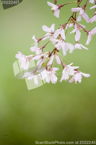 Image of A beautiful flowering tree