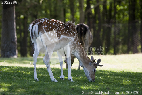 Image of Fallow deer on a green field