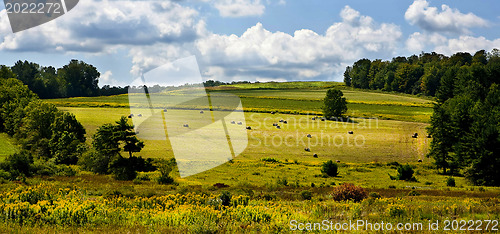 Image of Rolled haystacks on a field after harvest