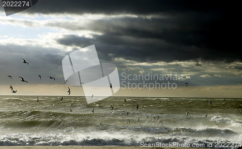 Image of Seagulls between cloudy sky and stormy ocean