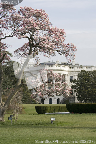 Image of Magnolia blossom tree in front of White House