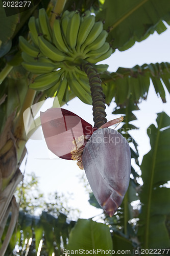 Image of Banana tree flower