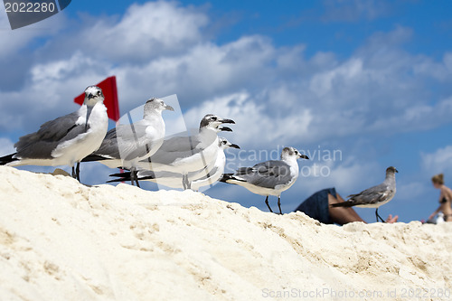 Image of Saguls sitting on a shore