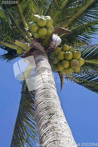 Image of Coconurt brunches on palm-tree