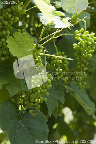 Image of Unripe grape 
