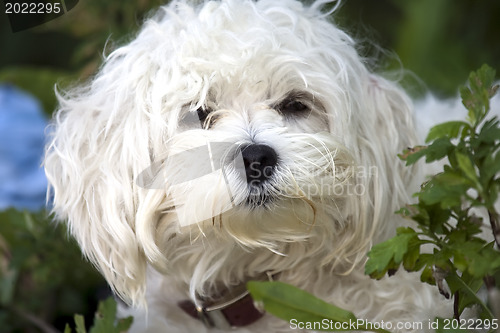 Image of  Maltese dog