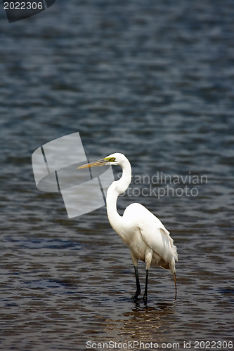 Image of White Crane