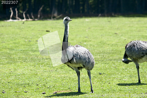 Image of Rhea walking through a field