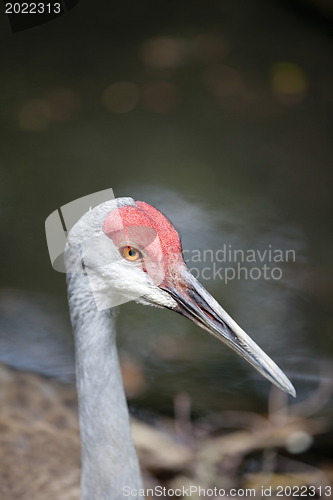 Image of Redheaded crane 