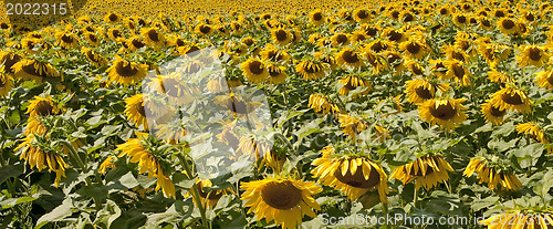 Image of  Sunflowers field 