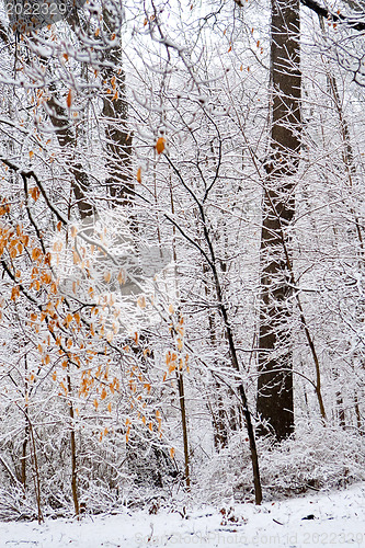 Image of Winter forest