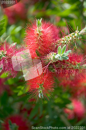 Image of A beautiful flowering tree