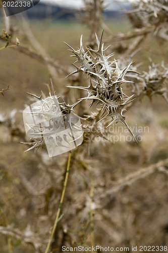 Image of Thistle on sky background