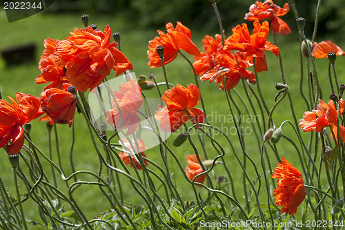 Image of The Red Beauty on Green Field