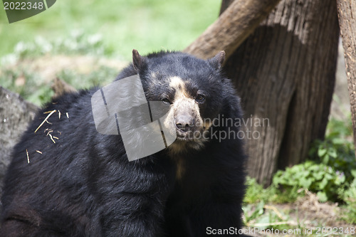 Image of Bear