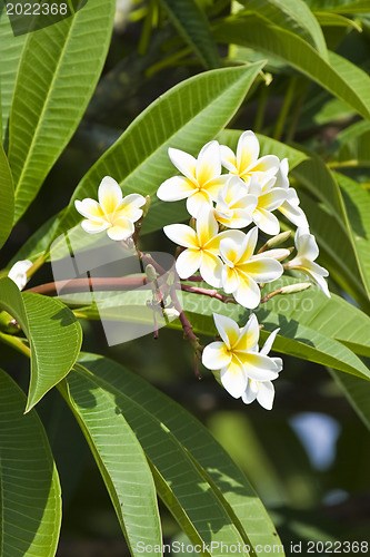 Image of Beautiful flowers of Israel,