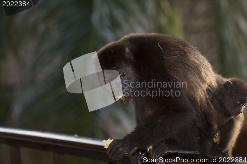 Image of Monkey is seaking for food