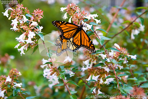 Image of Monarch butterfly