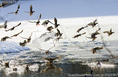 Image of Wild ducks flying in the winter