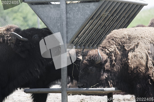 Image of Bison are taking a meal 
