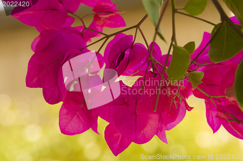 Image of Beautiful flowers of Israel