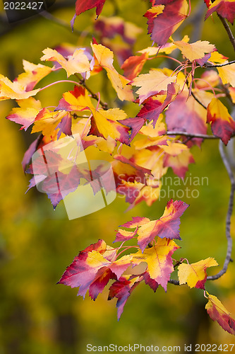 Image of Autumn park