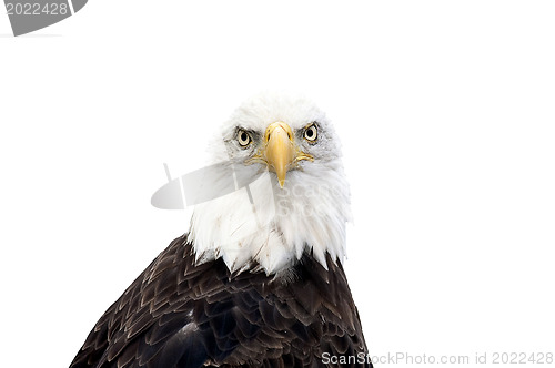 Image of Bald eagle