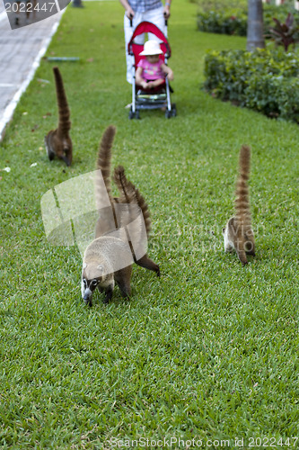 Image of Cozumel raccoons seaking for food