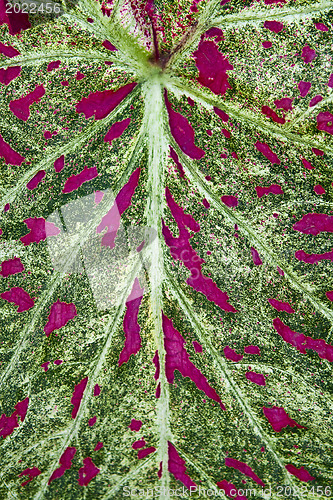 Image of Alocasia. The plant with big green leave with red spots on it