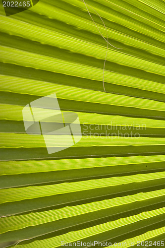 Image of Texture of palm leaves in natural light