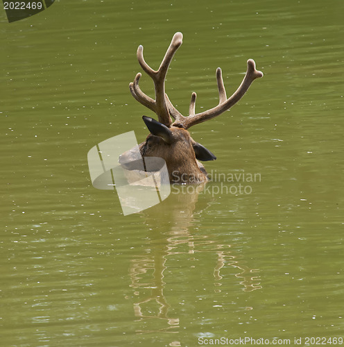 Image of Swiming stag