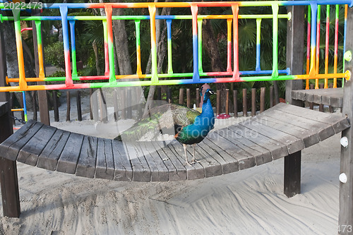 Image of Male peacock sitting on bench 