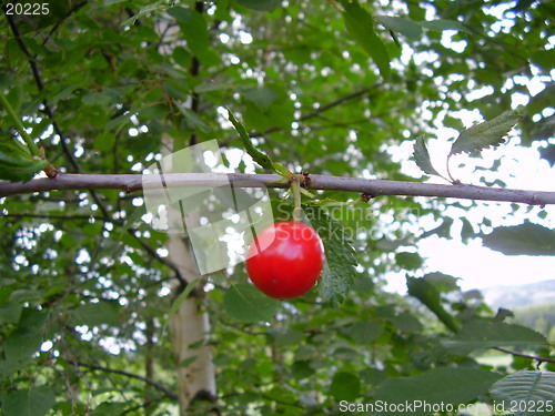 Image of Cherry