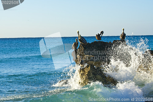 Image of Caribbean sea. Pelicans sitting on a rock 