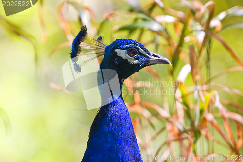 Image of A beautiful male peacock.