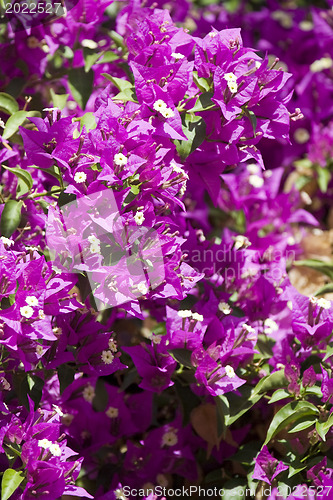 Image of Beautiful flowers of Israel