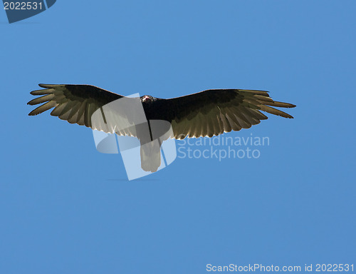 Image of Flying Eagle