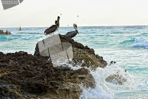 Image of Caribbean sea. Pelicans sitting on a rock 