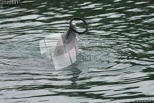 Image of Dolfin catching ring in pool