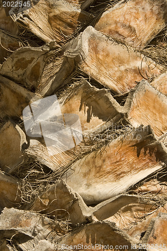 Image of Backgraund Trunk of a palm tree