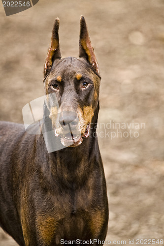 Image of Doberman Pincher 