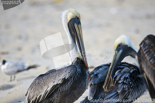 Image of Pelicans are walking on a shore