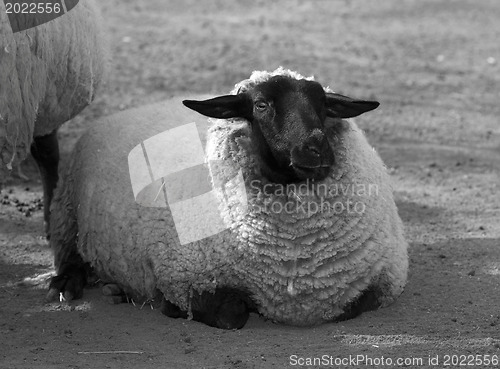 Image of Sheep