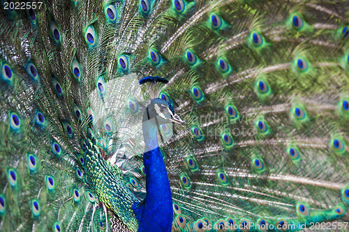 Image of Beautiful peacock