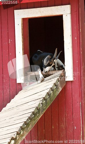 Image of The Goat it The barn