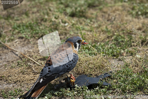 Image of Falcon