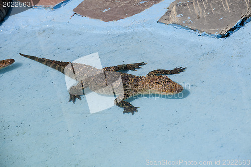 Image of North American Aligator