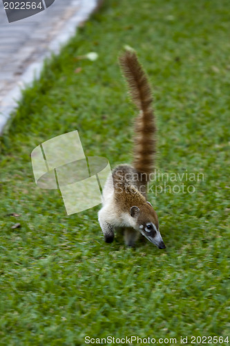 Image of Cozumel raccoon seaking for food