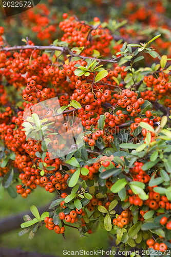 Image of Beautiful flowers of Israel,