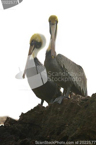 Image of Caribbean sea. Pelicans sitting on a rock 